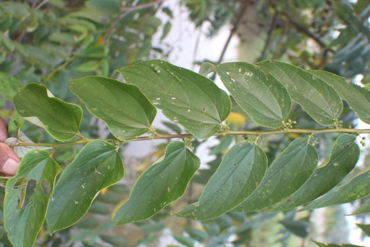 Trema orientale (L.) Blume